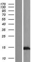 TEX12 Human Over-expression Lysates NM_031275