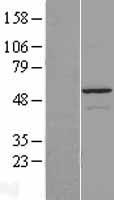 GSDMC Human Over-expression Lysates NM_031415