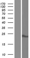 ls056181 mtfr1l human over expression lysates nm 001099627 wb testing 4