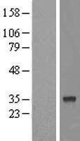 ls056181 mtfr1l human over expression lysates nm 019557 wb testing 1