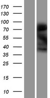 ls056203 leiomodin 3 lmod3 human over expression lysates nm 198271 wb testing 1
