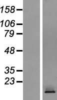 CRTAM Human Over-expression Lysates NM_019604