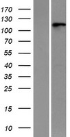 ls056254 rnf20 human over expression lysates nm 019592 wb testing 1