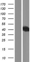 TXNDC13 (TMX4) Human Over-expression Lysates NM_021156