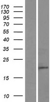 C8orf44 Human Over-expression Lysates NM_019607