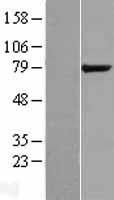 ls056261 kiaa1434 gpcpd1 human over expression lysates nm 019593 wb testing 1
