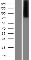 CPXM (CPXM1) Human Over-expression Lysates NM_019609