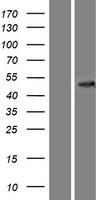 CCBL2 (KYAT3) Human Over-expression Lysates NM_001008661