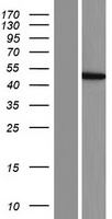 CCBL2 (KYAT3) Human Over-expression Lysates NM_001008662