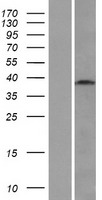 ls056270 wdr45l wdr45b human over expression lysates nm 019613 wb testing 1