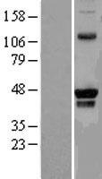 PRMT8 Human Over-expression Lysates NM_019854