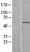 ls056342 ppan human over expression lysates nm 020230 wb testing 1