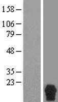 RPRM Human Over-expression Lysates NM_019845