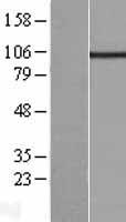 KCNQ5 Human Over-expression Lysates NM_019842