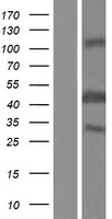 BCCIP Human Over-expression Lysates NM_078469