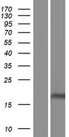 ls056650 cldnd1 human over expression lysates nm 001040200 wb testing 5