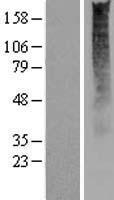 OR2S2 Human Over-expression Lysates NM_019897