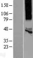 KCNK13 Human Over-expression Lysates NM_022054