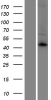KCNK12 Human Over-expression Lysates NM_022055