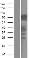 Pannexin 2 (PANX2) Human Over-expression Lysates NM_001160300