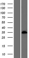 ls056751 barhl1 human over expression lysates nm 020064 wb testing 1