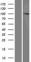 ZC3HAV1 Human Over-expression Lysates NM_020119