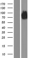 GRASP1 (GRIPAP1) Human Over-expression Lysates NM_207672