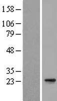 ls056851 c15orf24 emc7 human over expression lysates nm 020154 wb testing 1