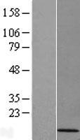 ls056882 cdc42se1 human over expression lysates nm 020239 wb testing 2