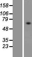TM9SF3 Human Over-expression Lysates NM_020123