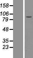 ls056890 mdm1 human over expression lysates nm 017440 wb testing 1