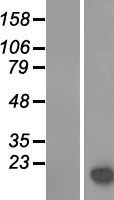 LGALS14 Human Over-expression Lysates NM_020129