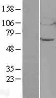 UBQLN4 Human Over-expression Lysates NM_020131