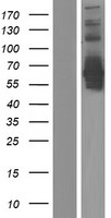 CRMP5 (DPYSL5) Human Over-expression Lysates NM_020134