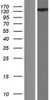 ls056899 anks1b human over expression lysates nm 152788 wb testing 1