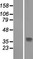 ls056906 thap10 human over expression lysates nm 020147 wb testing 1
