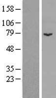 ls056907 spire1 human over expression lysates nm 020148 wb testing 1