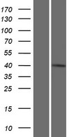 ls056912 ift46 human over expression lysates nm 020153 wb testing 1