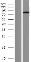 ls056919 dhx33 human over expression lysates nm 020162 wb testing 1