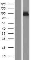 SEMA3G Human Over-expression Lysates NM_020163