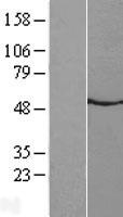 NMUR2 Human Over-expression Lysates NM_020167