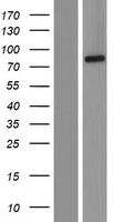 ls056931 dus3l human over expression lysates nm 020175 wb testing 1