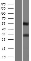 TMEPAI (PMEPA1) Human Over-expression Lysates NM_020182