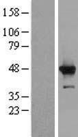ls056941 c3orf37 hmces human over expression lysates nm 020187 wb testing 2