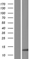 ls056943 eny2 human over expression lysates nm 020189 wb testing 1