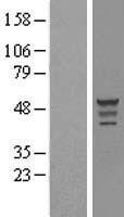 ls056944 olfml3 human over expression lysates nm 020190 wb testing 1