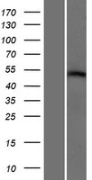 Repulsive Guidance Molecule A (RGMA) Human Over-expression Lysates NM_001166286
