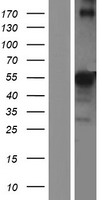 Repulsive Guidance Molecule A (RGMA) Human Over-expression Lysates NM_001166287