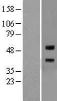 ls056963 repulsive guidance molecule a rgma human over expression lysates nm 020211 wb testing 4