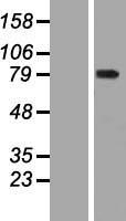 ls056964 wdr93 human over expression lysates nm 020212 wb testing 1